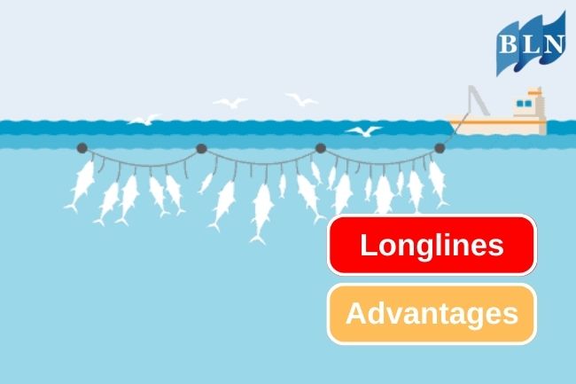 3 Advantages and Versatility of Longlines as a Fishing Gear